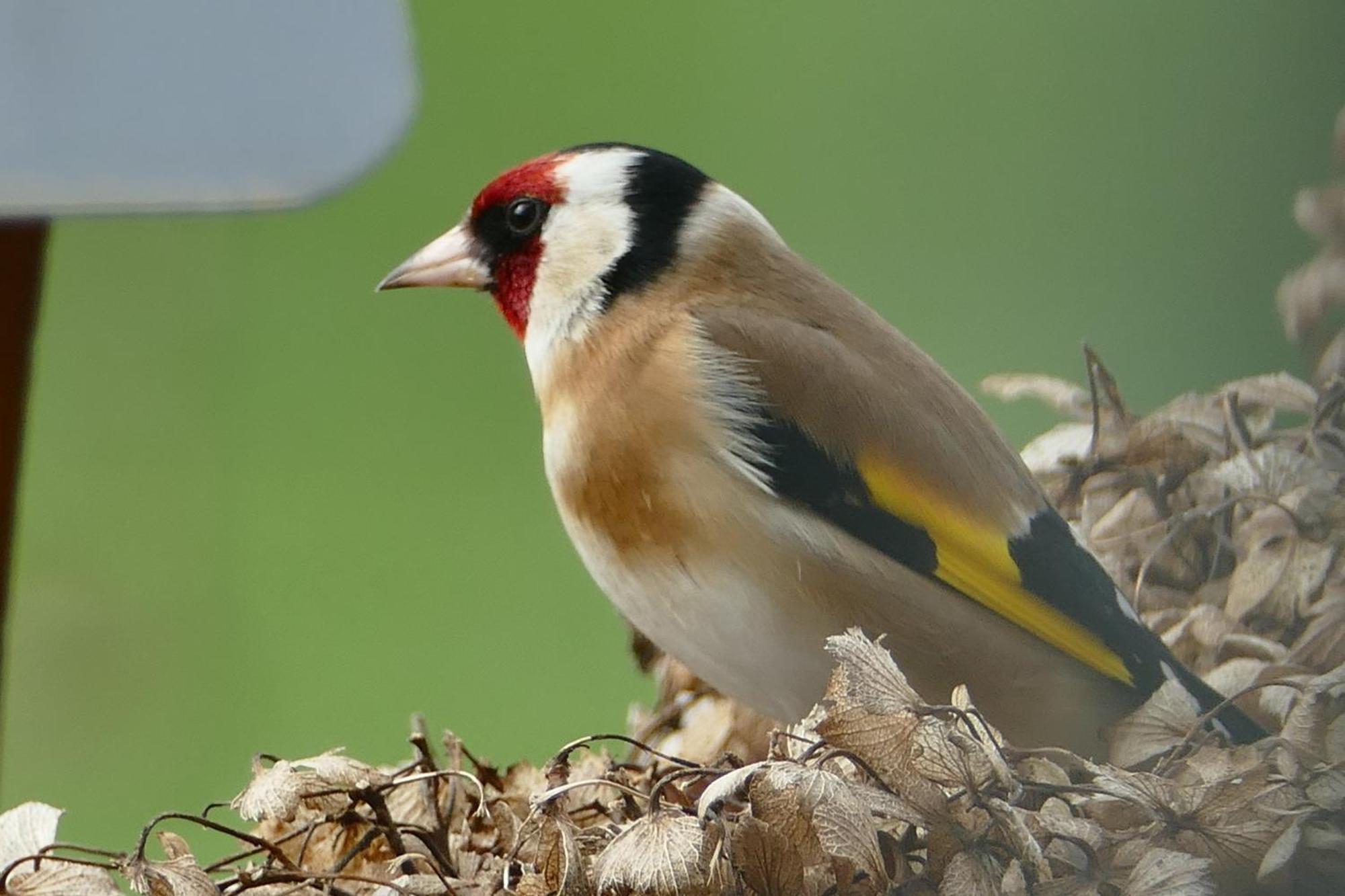 Gite De La Gouvrie Pace  Luaran gambar